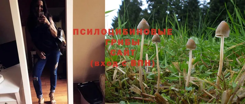 Галлюциногенные грибы Psilocybe  Белый 